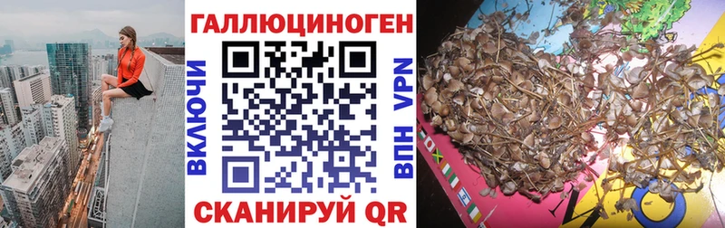 Псилоцибиновые грибы Cubensis  Терек 